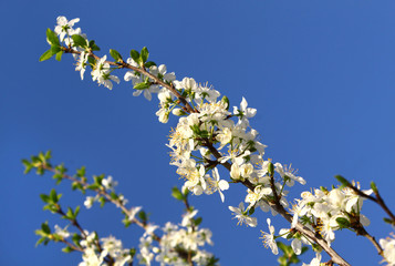 Beautiful white flowers of spring tree
