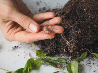 The decay of plant roots. Transplantation and cultivation of plants.
