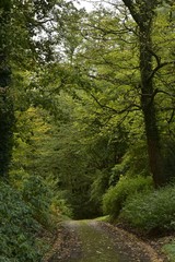 Fototapeta na wymiar Chemin ombragé sous de grands hêtres ou autres spécimens au Jardin Botanique National de Belgique à Meise