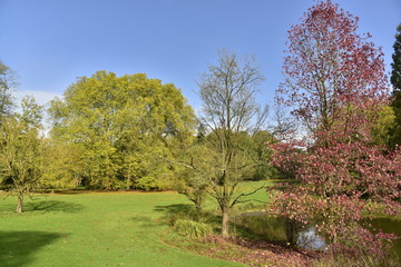 L'arbre à feuillage couleur bordeaux au bout de l'étang de l'Orangerie au Jardin Botanique National de Belgique à Meise