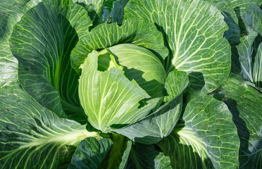 Cabbage on a garden.