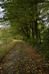 Fototapeta na wymiar Chemin longeant l'étang de l'Orangerie au Jardin Botanique National de Belgique à Meise
