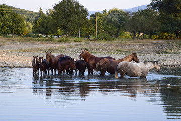 Horses walk in line with a shrinking river. The life of horses