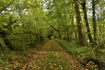 Chemin ombragé traversant un bois en automne ,au Jardin Botanique National de Belgique à Meise