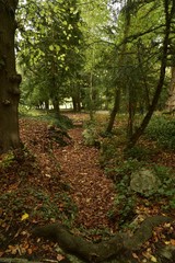 Passage étroit en plein bois en automne au Jardin Botanique National de Belgique à Meise