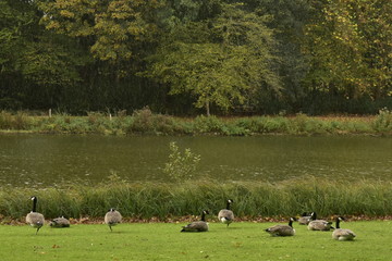 Oies du Canada près de l'étang de l'Orangerie sous la pluie au Jardin Botanique National de Belgique à Meise