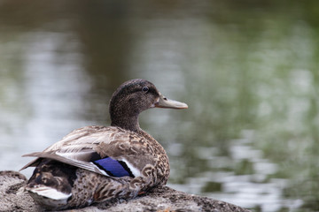 Duck Pond