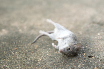 Cloes up dead rat isolated on cement floor