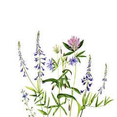 watercolor drawing flowers and plants