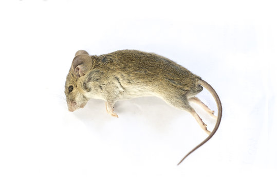 Close up dead rat isolated on a white background.