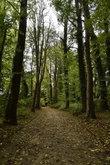 Chemin ombragé sous les feuillage des arbres divers au Jardin Botanique National de Belgique à Meise