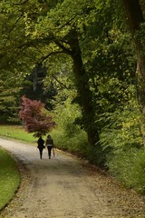 Promenade sur un chemin ombragé sous de magnifiques spécimens au Jardin Botanique National de Belgique à Meise