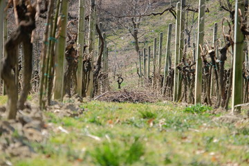 vineyard