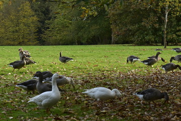 Oies se promenant sur un tapis de feuilles en dessous d'un arbres au Jardin Botanique National de Belgique à Meise
