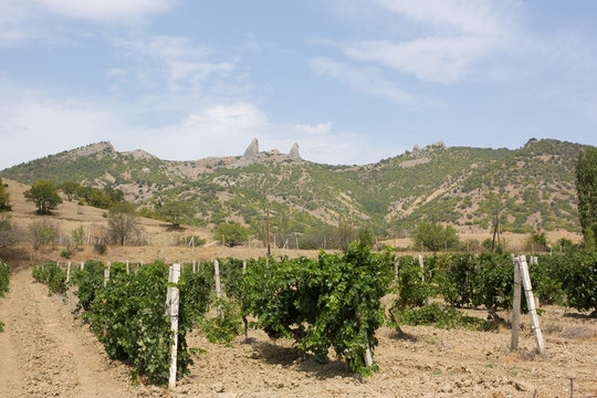 Vineyards at bottom of mountain.Rural landscape in summer