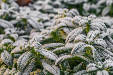 frost on green leaves in early winter with soft focus background