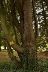 Les cèdres du Liban avec parfois les branches particulières aux Jardin Botanique National de Belgique à Meise