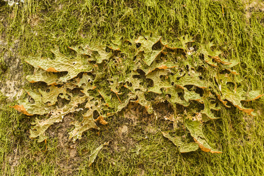 Tree lungwort on Beech trunk
