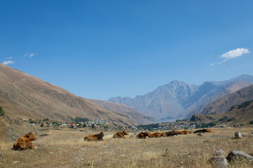 Cows graze in the mountains