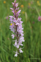 Orchis militaris. Flowering orchis in natural Europe meadow