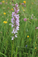 Orchis militaris. Flowering orchis in natural Europe meadow