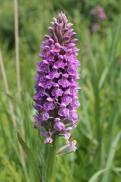 Dactylorhiza baltica. Flowering dactylorhiza baltica in natural habitat