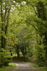 Chemin sous un feuillage dense des arbres en automne au Jardin Botanique National de Belgique à Meise