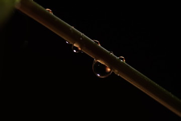 Naklejka premium Verschieden große Wassertropfen an Pflanzenstiel