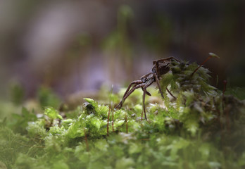 Bringing with itself night.Spider comes to light as it were bringing the night.