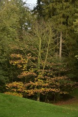 Obraz premium Les nombreuses variétés d'arbres en automne au Jardin Botanique National de Belgique à Meise