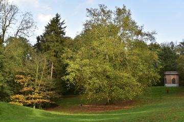Groupe d'arbres à feuillage parfois doré sous quelques rayons de soleil au Jardin Botanique de Belgique à Meise