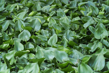 large foliage, abstract green texture, nature background