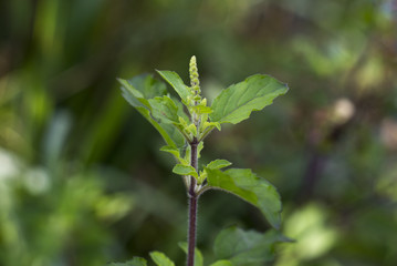Holy basil or tulsi leaves in garden