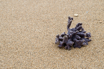 Fototapeta na wymiar Dead coral on the beach with copy space on the left.