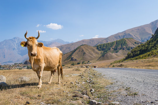 Cows graze in the mountains