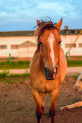 Obraz premium portrait of a horse on a farm