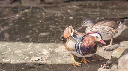 The mandarin duck. Aix galericulata.