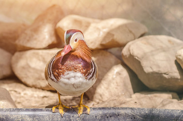 The mandarin duck. Aix galericulata.