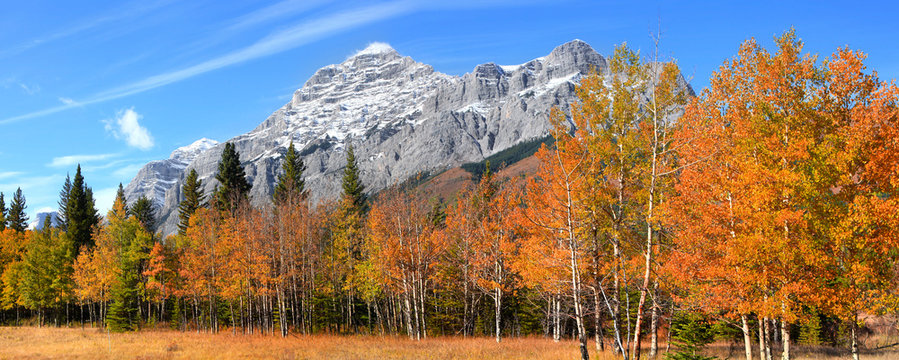 Autumn Aspen trees in Canadian Rocky mountains