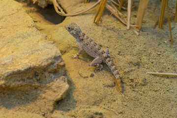 Scorpion tailed gecko