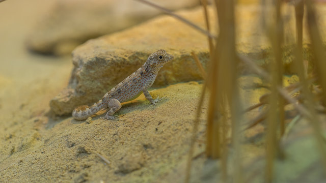 Scorpion tailed gecko