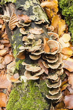 Mushrooms growing on Beech tree trunk in Autumn