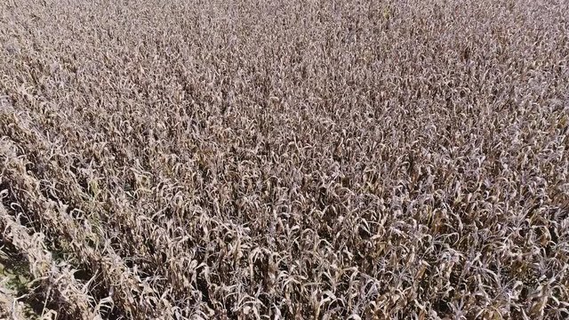 Corn field aerial
