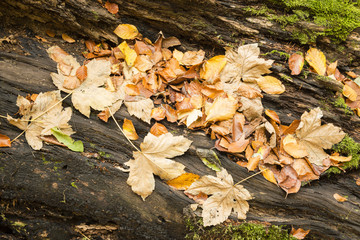 Fallen leaves in Autumn
