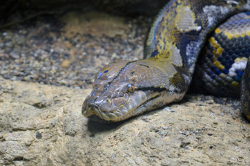 Snake ready for the attack