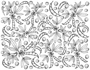 Hand Drawn of Pigeon Pea and Cajanus Cajan Plants Background