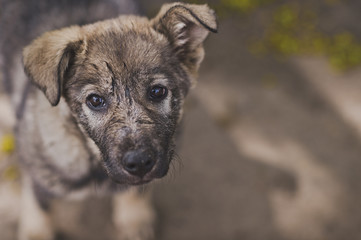 Beautiful puppy with drooping ears 8910.