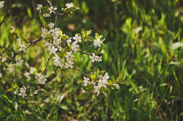 White cherry blossoms in the spring 8914.