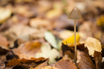 Mushroom growing on ground of a Beech forest