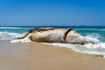 Naklejka premium Washed Ashore Decomposing Whale in Ipanema Beach in Rio de Janeiro